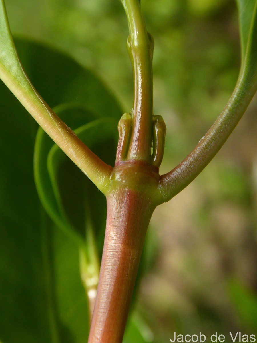Scyphiphora hydrophylacea C.F.Gaertn.